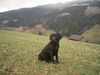 Labrador Retriever Hund