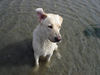 Labrador Retriever Foto: Emma jetzt 1 Jahr alt (ID 24208) Labrador Retriever Hund
