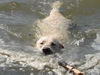 Labrador Retriever Foto: Emma jetzt 1 Jahr alt (ID 24212) Labrador Retriever Hund