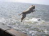 Labrador Retriever Foto: Emma jetzt 1 Jahr alt (ID 24211) Labrador Retriever Hund