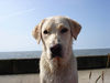 Labrador Retriever Foto: Emma jetzt 1 Jahr alt (ID 24213) Labrador Retriever Hund