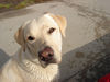Labrador Retriever Foto: Emma jetzt 1 Jahr alt (ID 24214) Labrador Retriever Hund