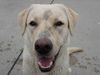 Labrador Retriever Foto: Emma jetzt 1 Jahr alt (ID 24215) Labrador Retriever Hund
