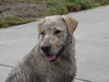 Labrador Retriever Foto: Emma jetzt 1 Jahr alt (ID 24217) Labrador Retriever Hund