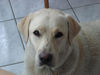 Labrador Retriever Foto: Emma jetzt 1 Jahr alt (ID 24218) Labrador Retriever Hund