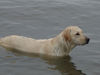 Labrador Retriever Foto: Emma jetzt 1 Jahr alt (ID 24219) Labrador Retriever Hund