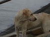 Labrador Retriever Foto: Emma jetzt 1 Jahr alt (ID 24220) Labrador Retriever Hund