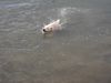 Labrador Retriever Foto: Mann, bin ich fleckig!! (ID 18221) Labrador Retriever Hund