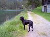 Labrador Retriever Hund