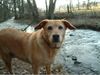 Labrador Retriever Foto: Sissi (ID 18527) Labrador Retriever Hund