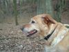 Labrador Retriever Foto: Sissi (ID 18528) Labrador Retriever Hund
