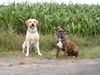 Labrador Retriever Foto: meine Freundin und Ich (ID 8713) Labrador Retriever Hund