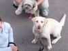 Labrador Retriever Hund