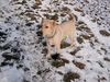 Labrador Retriever Hund