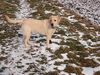 Labrador Retriever Hund