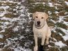Labrador Retriever Hund