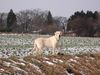 Labrador Retriever Hund