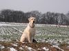 Labrador Retriever Hund