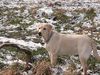 Labrador Retriever Hund