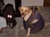 Labrador Retriever Foto: ich muss jetz zur Arbeit (ID 8729) Labrador Retriever Hund