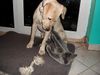 Labrador Retriever Hund
