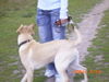 Labrador Retriever Foto: Ich bin aufgeregt (ID 30209) Labrador Retriever Hund