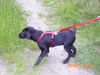 Labrador Retriever Foto: Ich will Spielen (ID 30210) Labrador Retriever Hund