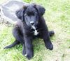 Labrador Retriever Foto: Othello 10 Wochen alt. Labrador-Bernhardiner-Mix (ID 12518) Labrador Retriever Hund