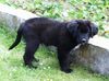 Labrador Retriever Foto: Othello 10 Wochen alt. Labrador-Bernhardiner-Mix (ID 12519) Labrador Retriever Hund