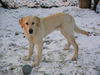 Labrador Retriever Foto: Rocko, knapp 10 Mon. Labrador-Retriever-Hovawart-Mischling (ID 28737) Labrador Retriever Hund