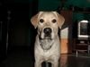 Labrador Retriever Hund