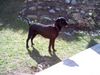 Labrador Retriever Foto: Mephisto im Wald (ID 10194) Labrador Retriever Hund