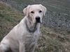 Labrador Retriever Hund