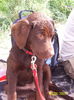 Labrador Retriever Foto: Mein erster Besuch am Strand (ID 25951) Labrador Retriever Hund