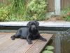 Labrador Retriever Foto: Dutchlab's Ignorance is Bliss (ID 4336) Labrador Retriever Hund