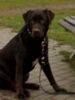 Labrador Retriever Foto: Sam (ID 32062) Labrador Retriever Hund