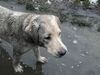 Labrador Retriever Foto: Mann, bin ich fleckig!! (ID 18220) Labrador Retriever Hund