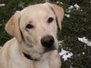 Labrador Retriever Foto: Mann, bin ich fleckig!! (ID 18219) Labrador Retriever Hund