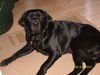 Labrador Retriever Foto: Max (ID 41110) Labrador Retriever Hund
