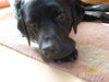 Labrador Retriever Foto: Max (ID 41109) Labrador Retriever Hund