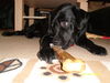 Labrador Retriever Foto: Max (ID 41111) Labrador Retriever Hund