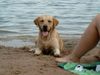 Labrador Retriever Foto: mit Frauchen u. Herrchen beim Baden (ID 8714) Labrador Retriever Hund