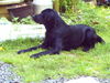 Labrador Retriever Foto: wer kommt denn da (ID 31611) Labrador Retriever Hund