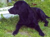 Labrador Retriever Foto: wovon der wohl gerade träumt...... (ID 31612) Labrador Retriever Hund