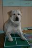 Labrador Retriever Foto: Starchant Genesis (ID 22025) Labrador Retriever Hund