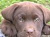 Labrador Retriever Hund