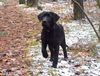 Labrador Retriever Foto: Pearl (ID 10179) Labrador Retriever Hund