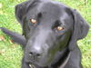 Labrador Retriever Foto: Das ist Flocke. ein 2 Jahrealter Labrador - retriver. sie liebt es ihren Tennisball zu appportieren. (ID 26600) Labrador Retriever Hund