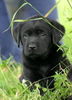 Labrador Retriever Hund