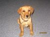 Labrador Retriever Foto: Was hast du denn da? (ID 21050) Labrador Retriever Hund